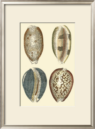 Classic Shells Iv by Denis Diderot Pricing Limited Edition Print image