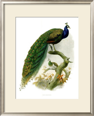 Pavo Cristatus by James Elliot Pricing Limited Edition Print image