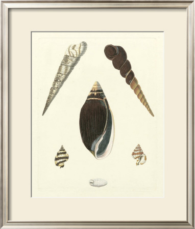 Knorr Shells Vi by George Wolfgang Knorr Pricing Limited Edition Print image