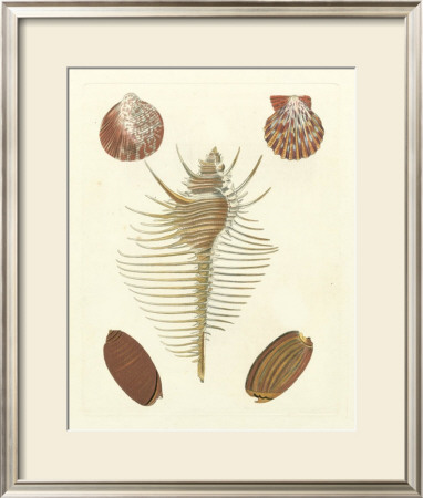 Knorr Shells I by George Wolfgang Knorr Pricing Limited Edition Print image