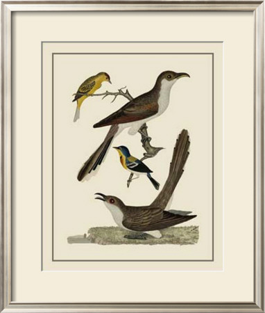 Bird Family Vi by A. Lawson Pricing Limited Edition Print image