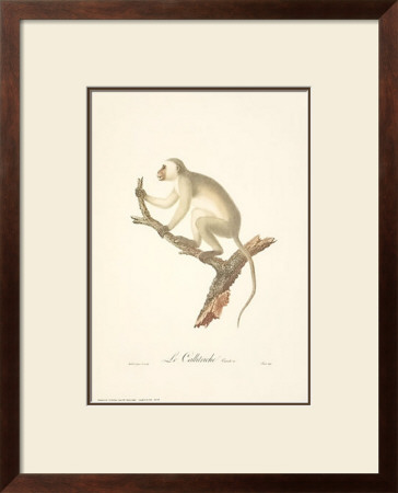 Monkeys: Le Callitriche by Jean-Baptiste Audebert Pricing Limited Edition Print image