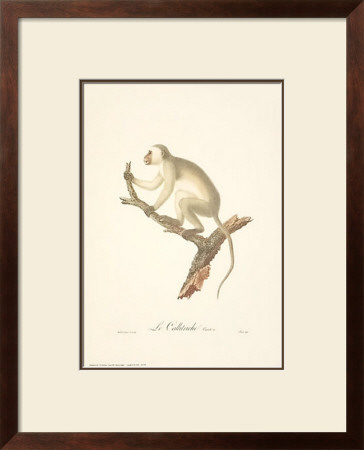 Monkeys: Le Callitriche by Jean-Baptiste Audebert Pricing Limited Edition Print image