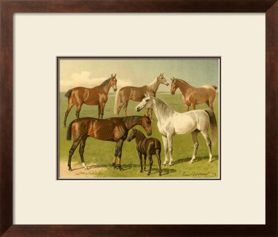 Horse Breeds I by Emil Volkers Pricing Limited Edition Print image