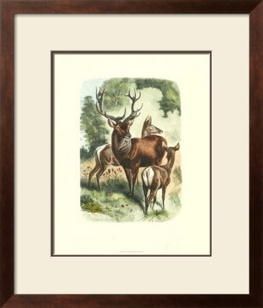 Red Deer Ii by Mutzel Pricing Limited Edition Print image
