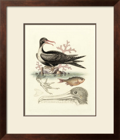 Aquatic Birds I by George Edwards Pricing Limited Edition Print image