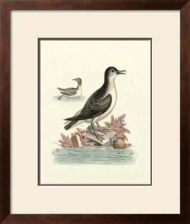 Aquatic Birds Iii by George Edwards Pricing Limited Edition Print image
