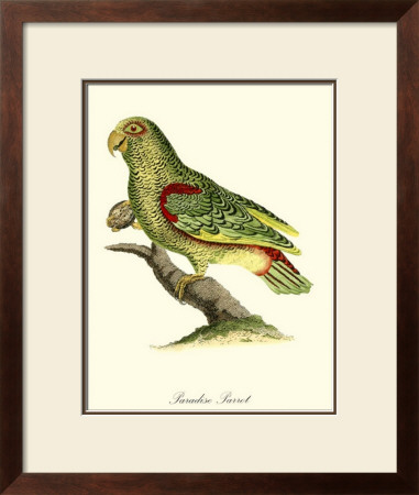 Paradise Parrot by George Edwards Pricing Limited Edition Print image