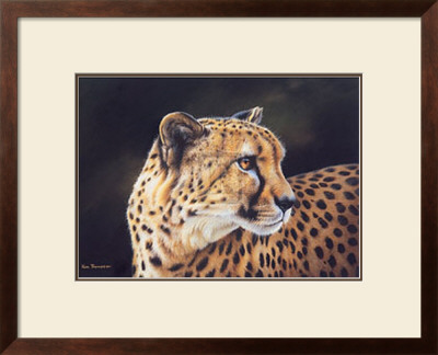 Cheetah by Kim Thompson Pricing Limited Edition Print image