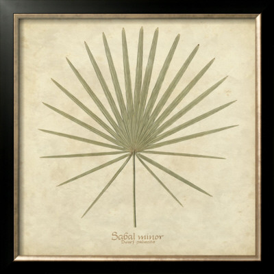 Dwarf Palmetto by Becky Davis Pricing Limited Edition Print image