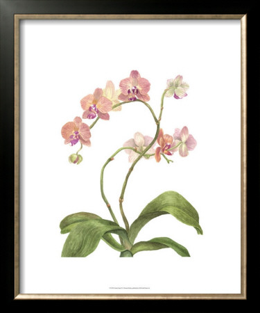Orchid Study Iv by Pamela Shirley Pricing Limited Edition Print image