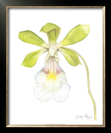 Orchid Beauty I by Jennifer Goldberger Pricing Limited Edition Print image