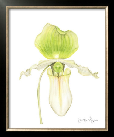 Orchid Beauty Iv by Jennifer Goldberger Pricing Limited Edition Print image