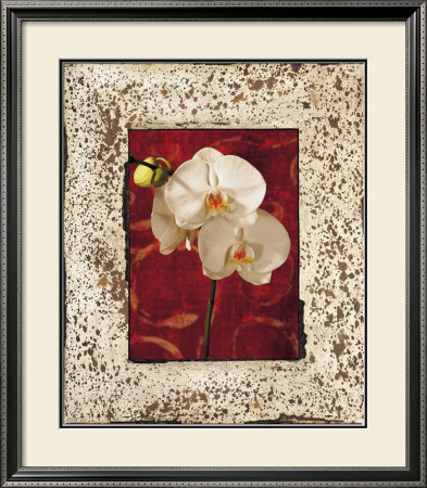 Orchids by John Seba Pricing Limited Edition Print image
