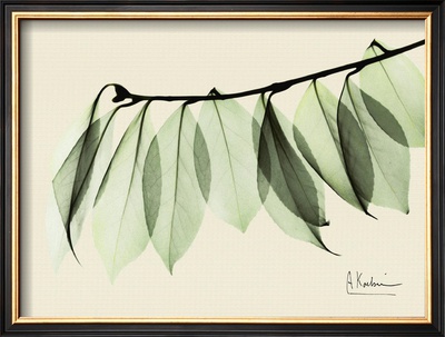 Sage Eucalyptus Leaves I by Albert Koetsier Pricing Limited Edition Print image
