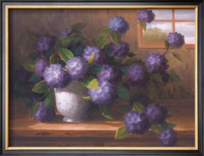 Hydrangea Blossoms Ii by Welby Pricing Limited Edition Print image