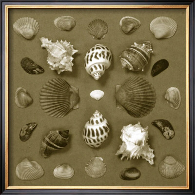 Shell Collector Series Vi by Renee Stramel Pricing Limited Edition Print image