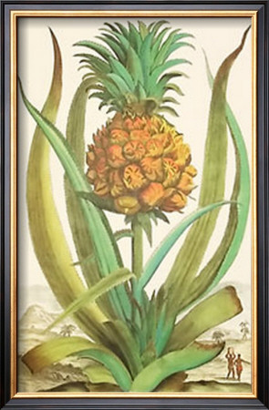 Pineapple by Johann Christof Volckamer Pricing Limited Edition Print image