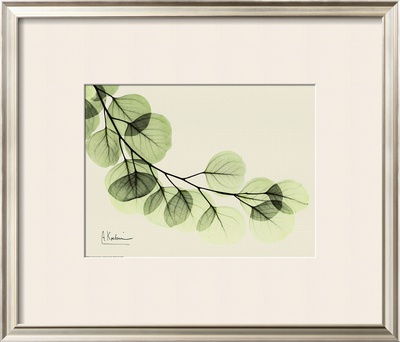 Sage Eucalyptus Leaves Ii by Albert Koetsier Pricing Limited Edition Print image