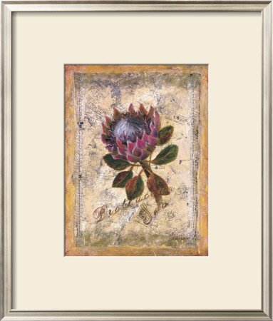 Protea by Shari White Pricing Limited Edition Print image