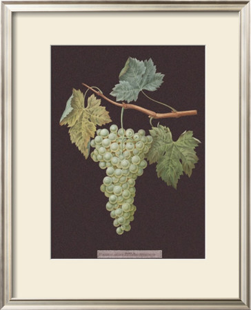 White Grapes by George Brookshaw Pricing Limited Edition Print image