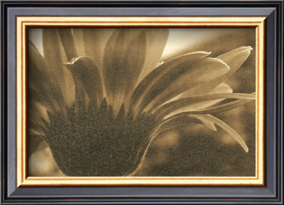Gerberas I by Judy Silverstein Pricing Limited Edition Print image