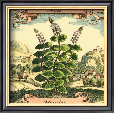 Mint by Theodor De Bry Pricing Limited Edition Print image