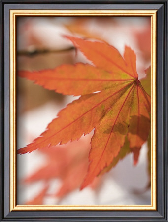 Red Leafs by Sara Deluca Pricing Limited Edition Print image