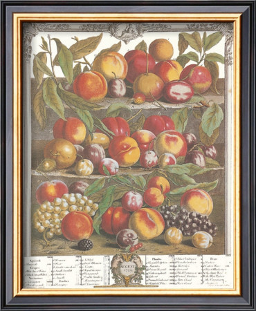 Twelve Months Of Fruits, 1732, August by Robert Furber Pricing Limited Edition Print image