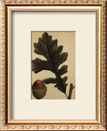 Over Cup White Oak by Francois A. Michaux Pricing Limited Edition Print image