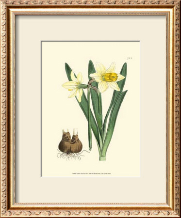 Yellow Narcissus Ii by Van Houtt Pricing Limited Edition Print image