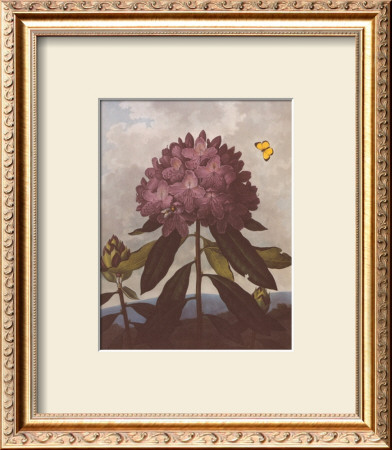 The Pontic Rhododendron by Dr. Robert J. Thornton Pricing Limited Edition Print image