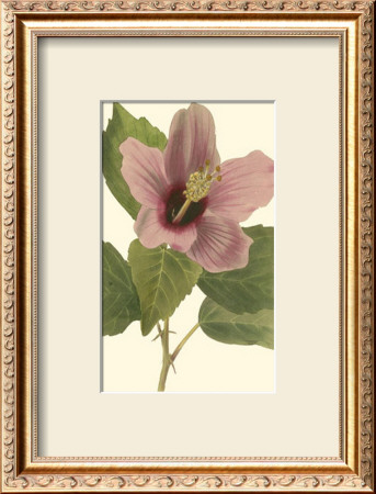 Hibiscus I by Cooke Pricing Limited Edition Print image