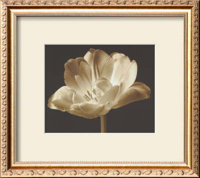 Champagne Tulip Iii by Charles Britt Pricing Limited Edition Print image