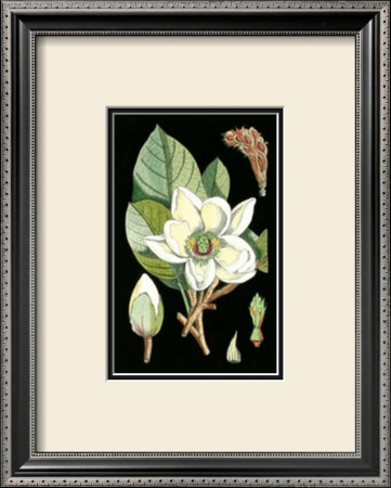 Magnolia Blossom Ii by Samuel Curtis Pricing Limited Edition Print image