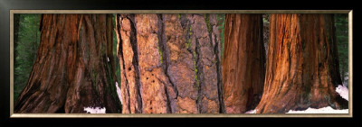 Californian Redwood Trees, California by John Lawrence Pricing Limited Edition Print image