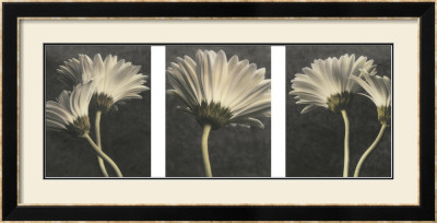 Five Daisy by Dianne Poinski Pricing Limited Edition Print image