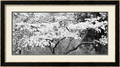 Blossom Tree by Steven N. Meyers Pricing Limited Edition Print image