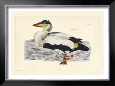 Duck Iii by John Selby Pricing Limited Edition Print image