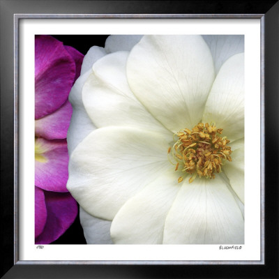 Garden Roses by Pip Bloomfield Pricing Limited Edition Print image