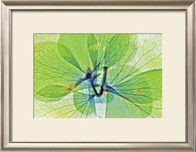 Fleur Serree Iii by Shams Rasheed Pricing Limited Edition Print image