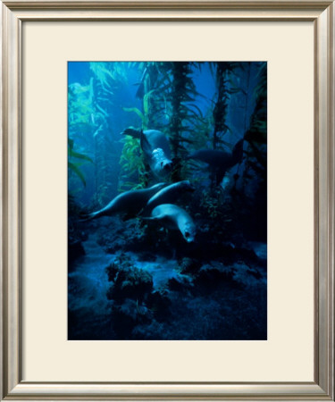 Forest I by Bob Talbot Pricing Limited Edition Print image