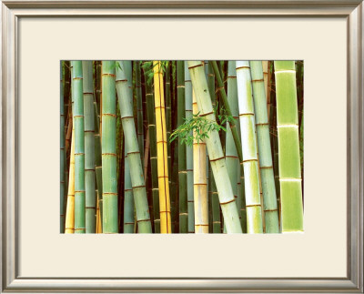 Bamboo Forest, Sagano, Japan by Rob Tilley Pricing Limited Edition Print image