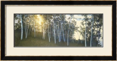 Hillside Birches by Elissa Gore Pricing Limited Edition Print image