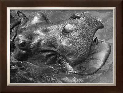 Happy Hippo by Charlie Morey Pricing Limited Edition Print image