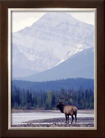 Moose by Ken Archer Pricing Limited Edition Print image