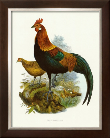 Rooster Ii by James Elliot Pricing Limited Edition Print image