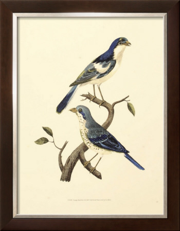 Vintage Bird Pair I by Levaillon Pricing Limited Edition Print image