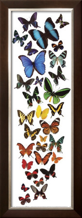 Butterfly Rainbow by David Belda Pricing Limited Edition Print image