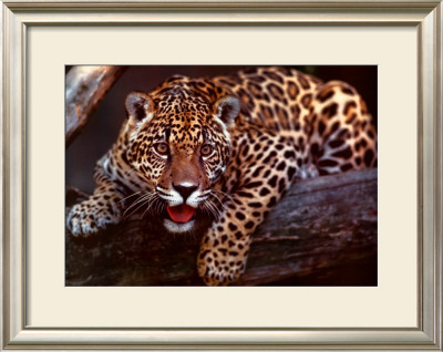 Jaguar by Gerry Ellis Pricing Limited Edition Print image